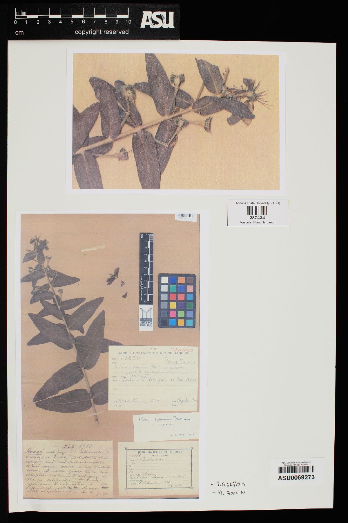 Psidium riparium image