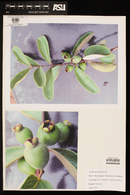 Psidium grandifolium image