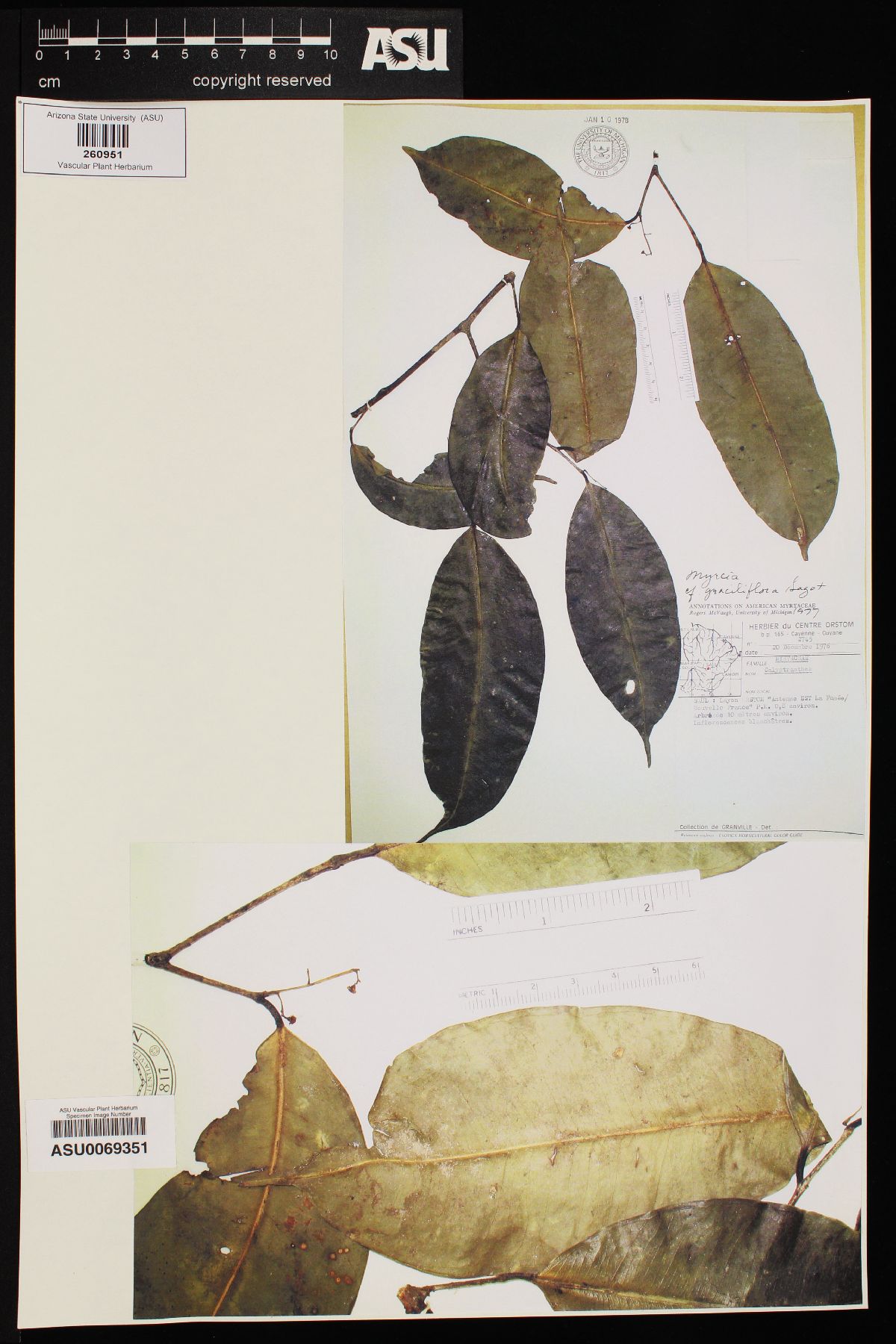 Myrcia graciliflora image