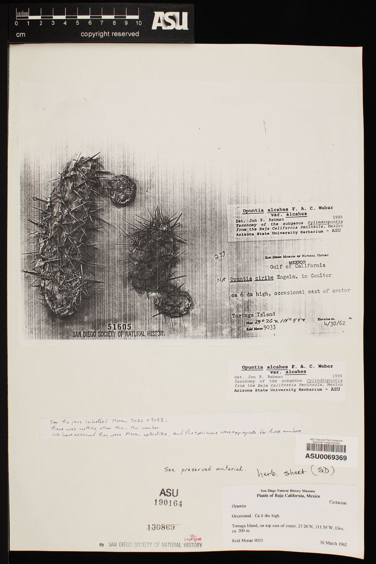 Cylindropuntia alcahes subsp. mcgillii image