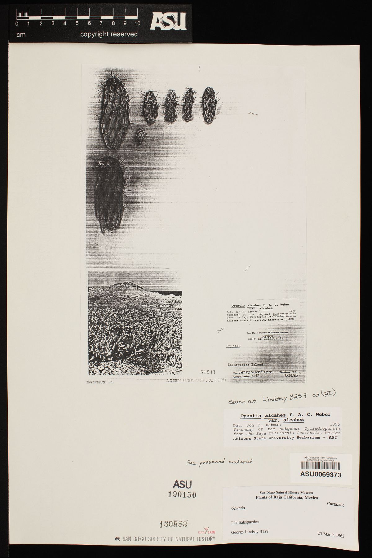 Cylindropuntia alcahes subsp. mcgillii image