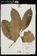Calyptranthes macrophylla image