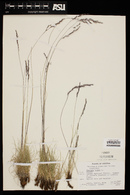 Festuca rubra image