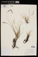 Festuca trachyphylla image