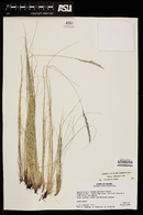 Festuca idahoensis image