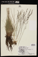 Festuca ovina image