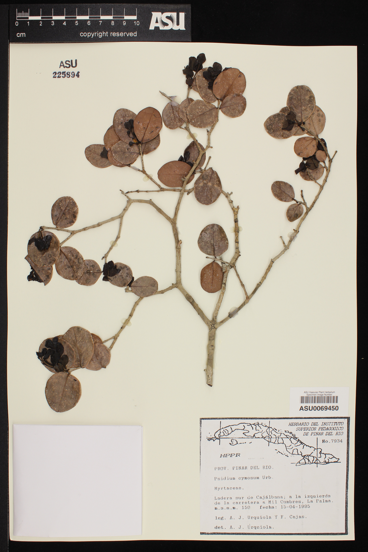Psidium rotundatum image