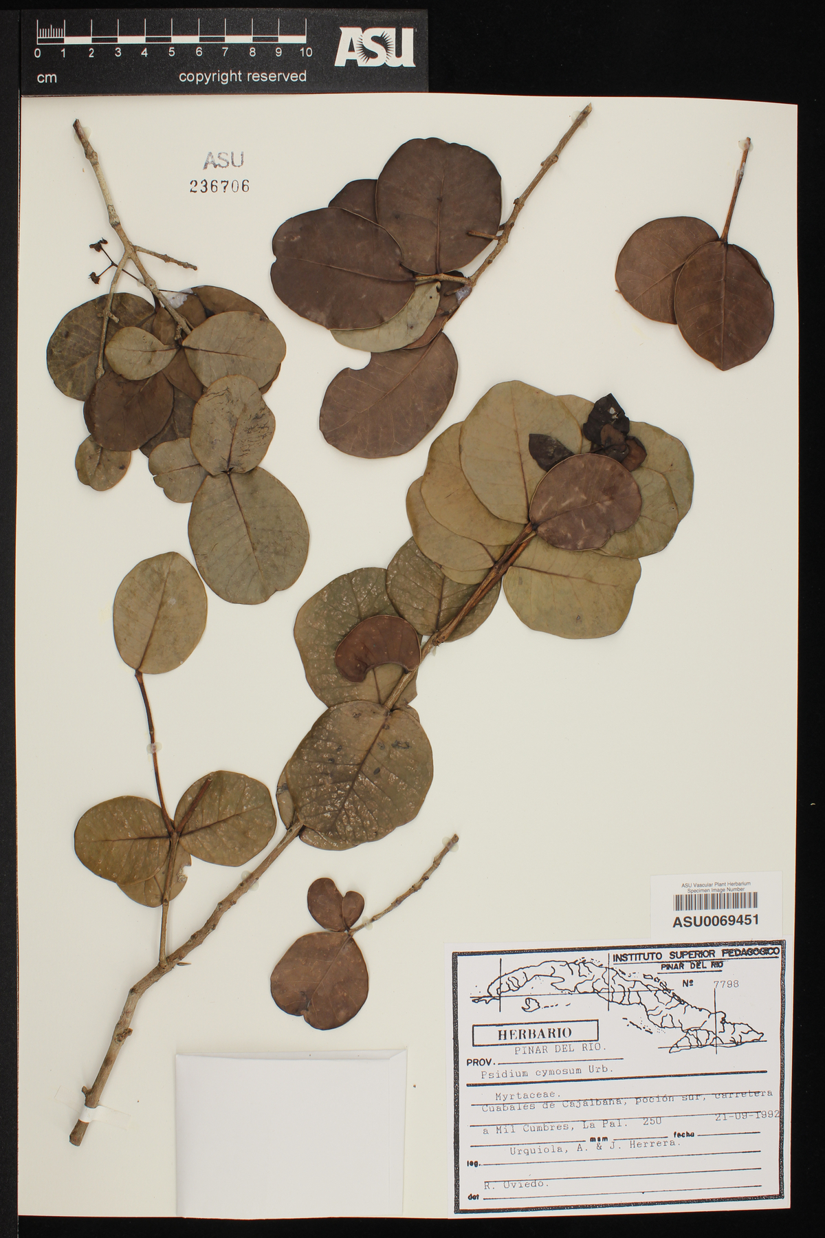 Psidium rotundatum image