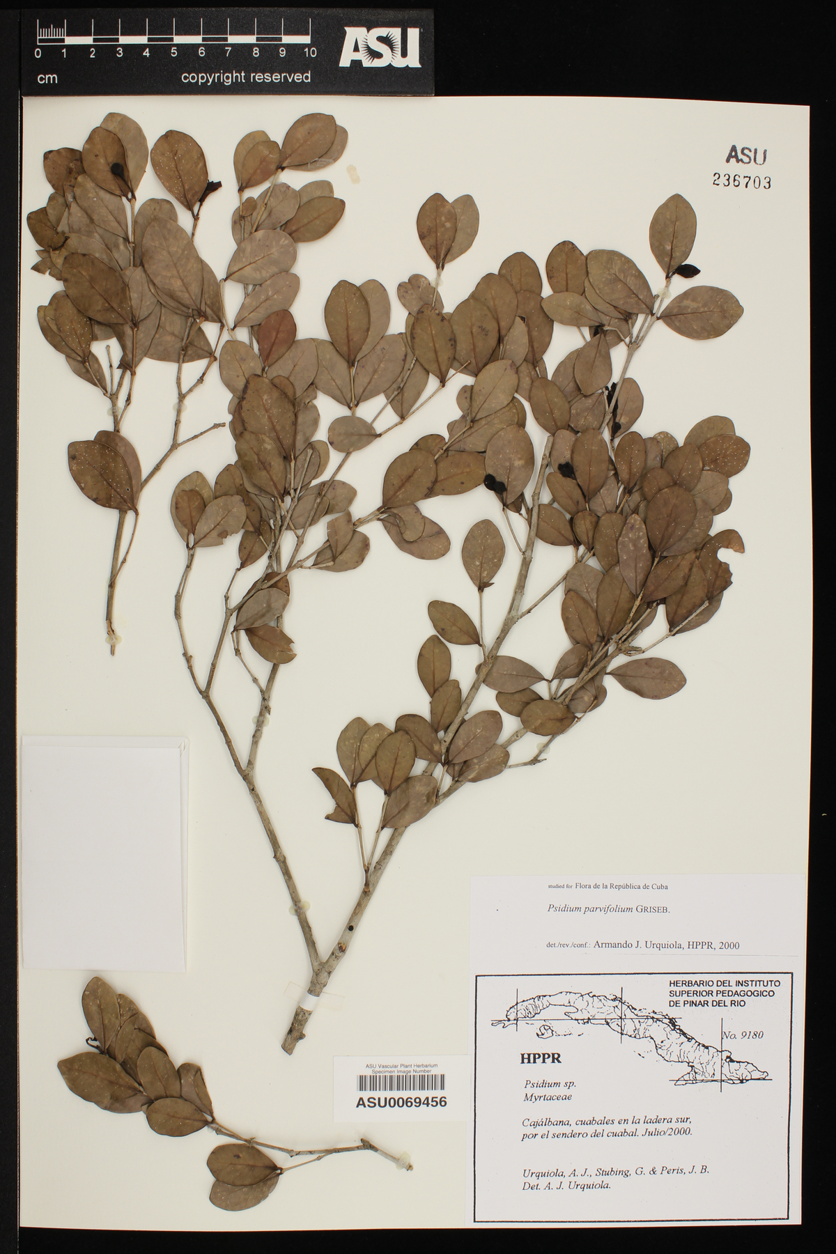 Psidium parvifolium image