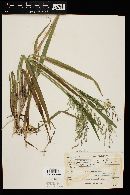 Glyceria striata image