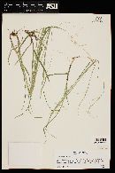 Glyceria striata image