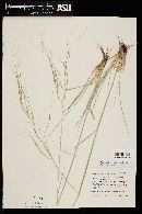 Hesperostipa comata image