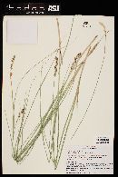 Carex praegracilis image