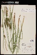 Carex vesicaria image