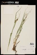 Carex vesicaria image