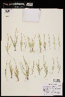 Muhlenbergia brevis image