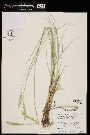 Pascopyrum smithii image