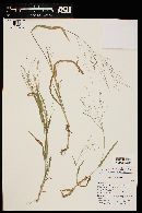 Panicum hirticaule image