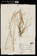 Hesperostipa comata image