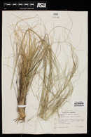 Hesperostipa neomexicana image