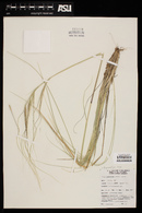 Hesperostipa neomexicana image