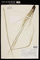 Hesperostipa neomexicana image