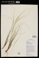 Hesperostipa neomexicana image