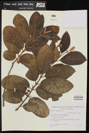 Psidium guineense image