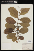 Psidium guineense image