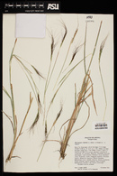 Heteropogon contortus image