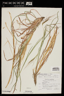 Heteropogon contortus image