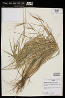 Heteropogon contortus image