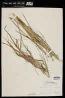 Heteropogon contortus image