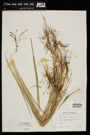 Heteropogon contortus image