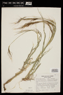 Heteropogon contortus image