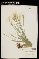 Hordeum jubatum image