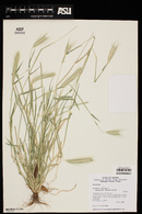 Hordeum murinum subsp. glaucum image