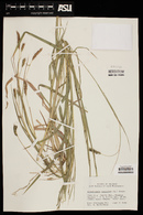 Heteropogon contortus image