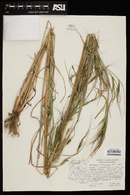 Heteropogon melanocarpus image