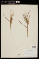 Heteropogon melanocarpus image