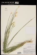 Hordeum jubatum image