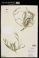 Hordeum murinum image