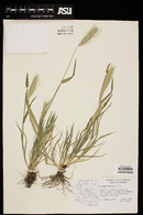 Hordeum murinum image