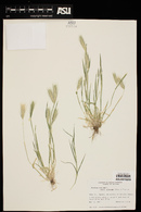 Hordeum murinum subsp. glaucum image