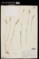 Hordeum murinum image