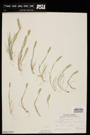 Hordeum pusillum image