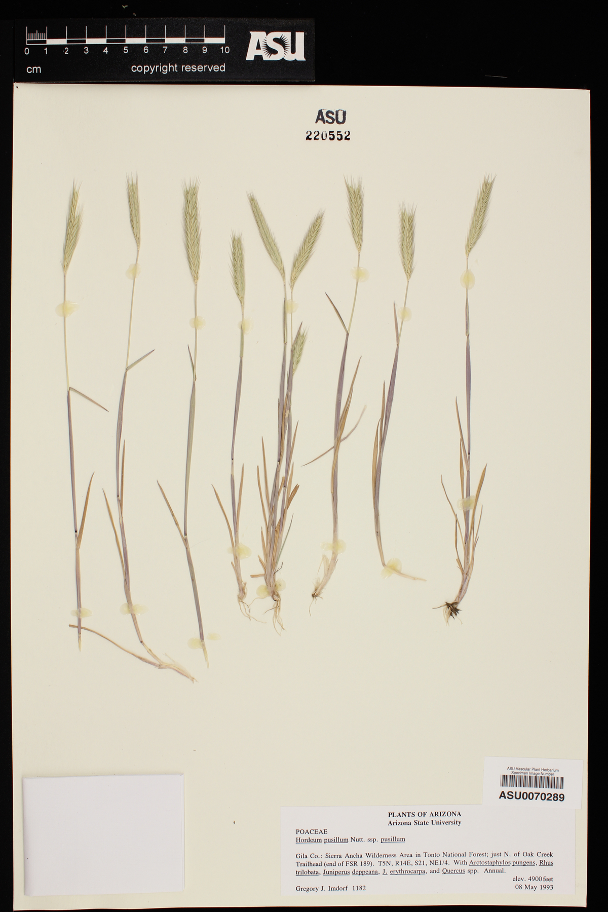 Hordeum pusillum subsp. pusillum image