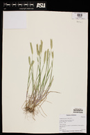 Hordeum pusillum image