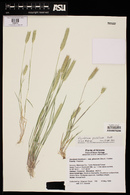 Hordeum pusillum image