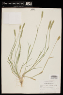 Hordeum pusillum image